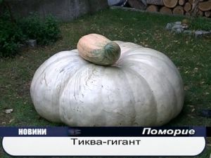 Тиква гигант