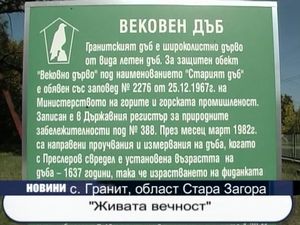 “Живата вечност” - филм за вековен дъб в село Гранит