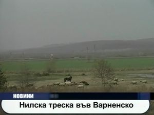 Нилска треска във варненско