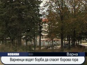 Варненци водят борба да спасят борова гора