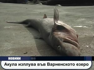 Акула изплува във Варненското езеро