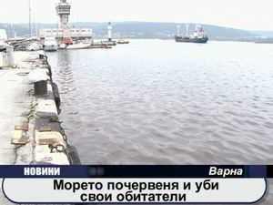 Морето почервеня и уби своите обитатели