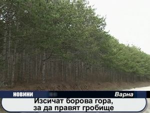 Изсичат борова гора, за да правят гробище