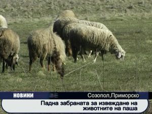 
Падна забраната за извеждане на животните на паша