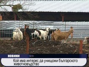 Кой има интерес да унищожи българското животновъдство