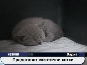 
Представят екзотични котки