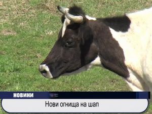 
Нови огнища на ШАП