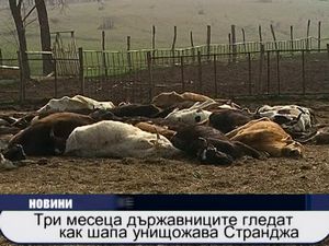 
Три месеца държавниците гледат как шапа унищожава Странджа