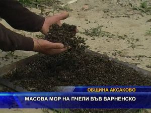 
Масово измиране на пчели във варненско