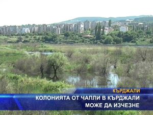 
Колонията от чапли в Кърджали може да изчезне