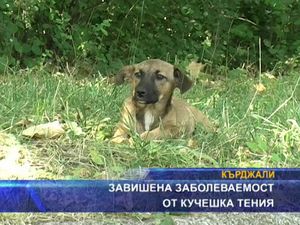 
Завишена заболеваемост от кучешка теня