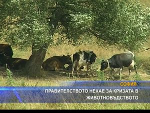 Правителството нехае за кризата в животновъдството