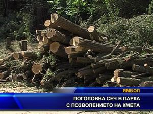 Поголовна сеч в парка с позволението на кмета