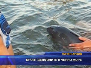 Броят делфините в Черно море