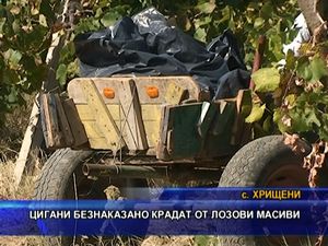 Цигани безнаказано крадат от лозови масиви