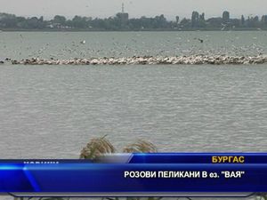 Розови пеликани в езерото Вая