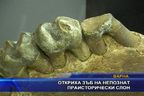 Откриха зъб на непознат праисторически слон 
