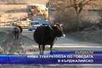 Няма туберкулоза по говедата в Кърджалийско