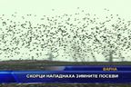 Скорци нападнаха посевите