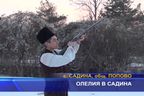 Олелия в Садина