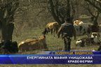 Енергийната мафия унищожава кравеферми