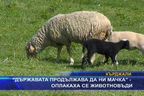 Животновъди: Държавата продължава да ни мачка