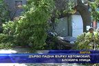  Дърво падна върху автомобил и блокира улица
