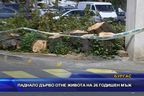  Паднало дърво уби 26-годишен мъж