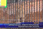  Царица Косара - новото попълнение във Варненския зоопарк