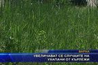  Увеличават се случаите на ухапани от кърлежи