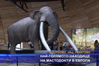  Най-голямото находище на мастодонти в Европа