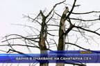  Варна в очакване на санитарна сеч