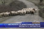  Без яснота за животновъдството, фермерите обезверени