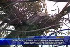  Опасно дърво заплашва минувачи, институциите бездействат