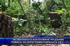 Незаконното изкупуване на дърва води до незаконна сеч