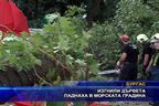 Изгнили дървета паднаха в Морската градина