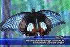  Тропически пеперуди “литнаха” в природонаучния музей