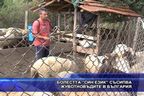  Болестта “син език” съсипва животновъдите в България