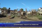 Ограничават пашата на животни