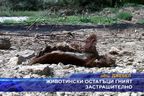  Животински остатъци гният застрашително