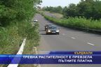  Тревна растителност е превзела пътните платна