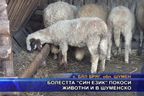  Болестта “син език” покоси животни и в Шуменско