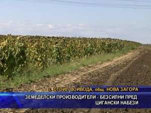  Земеделските производители - безсилни пред циганските набези