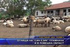  Огнища на “син език” пламнаха и в Ловешка област