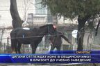  Цигани отглеждат коне в общински имот в близост до учебно заведение