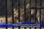  Три малки лъвчета растат във варненския зоопарк