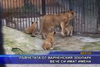  Лъвчетата от варненския зоопарк вече си имат имена