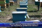  До 20% достигнала смъртността на пчелите в Шуменска област
