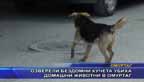 
Озверели бездомни кучета убиха домашни животни в Омуртаг
