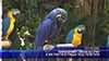 
Уникалният папагал Рио е на гости в града под тепетата